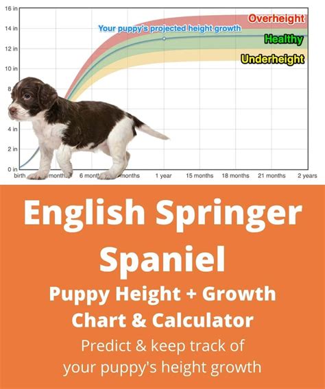  In terms of height shoulder to paw pads , the Springer Spaniel is a tall dog, standing between 19 to 20 inches high